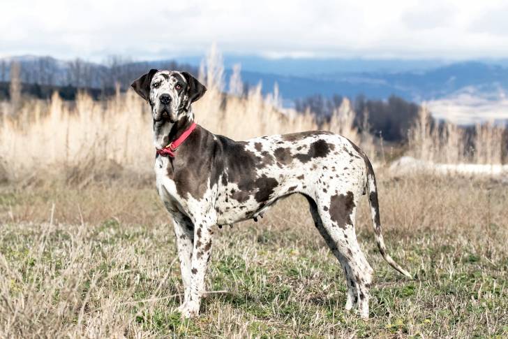 Un Un Dogue Allemand en position statique