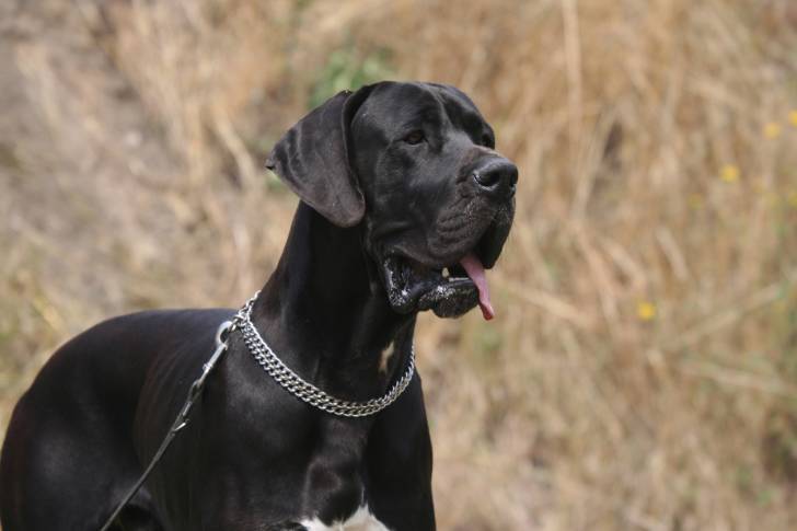 Un Dogue Allemand tenu en laisse
