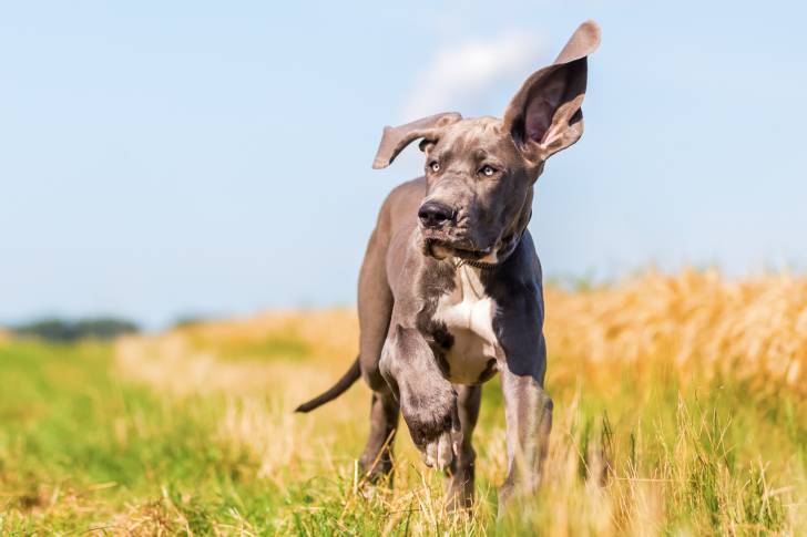 Un Dogue Allemand en train de courir dans un champ de fleurs