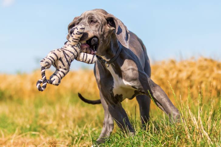 Un Dogue Allemand en train de courir avec une peluche dans la gueule