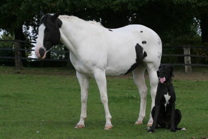 Un Dogue Allemand assis sur l'herbe à côté d'un cheval blanc