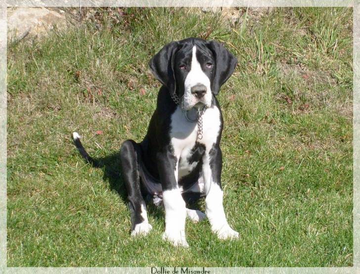 Opale - Dogue Allemand Femelle (3 mois)