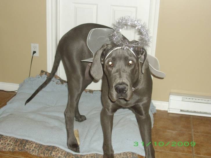 miss fée ,ange - Dogue Allemand Femelle (4 ans)