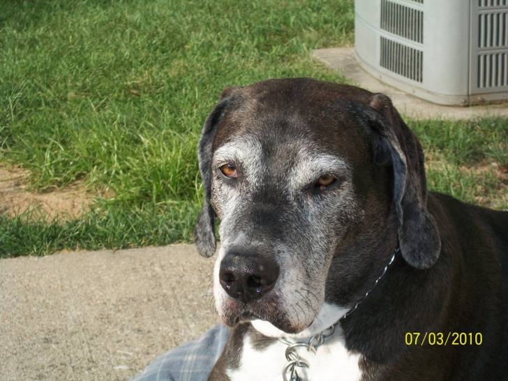 Bella - Dogue Allemand Femelle (Autre)