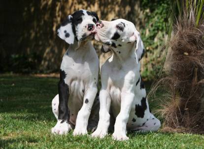 Deux jeunes Dogues Allemands se font un bisous