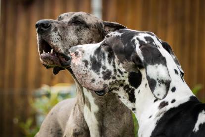 Un Dogue Allemand merle (derrière) et un arlequin (devant)