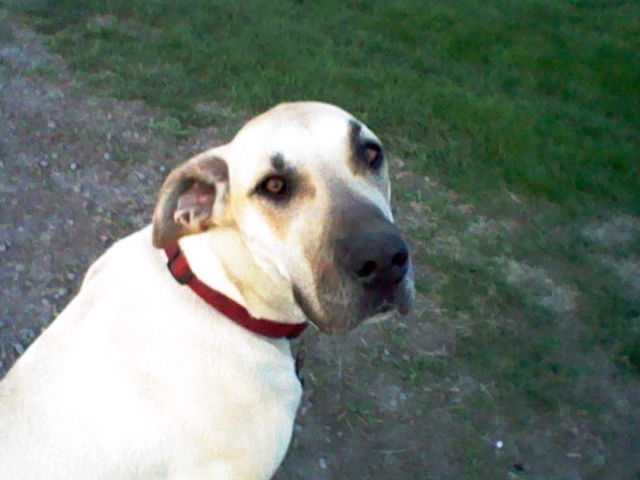 Bella - Dogue Allemand Femelle (1 an)