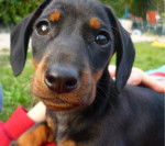 Biscuit - Teckel Mâle (7 mois)