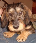 Demone - Teckel (11 mois)