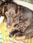 Chiot de denfer - Teckel (1 mois)