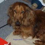 fergus - Teckel Mâle (5 ans)