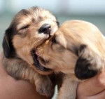 Aphrodite - Teckel (4 mois)