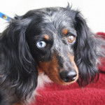 Frankie - Teckel Mâle (4 ans)