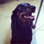 Mia - Teckel (3 ans)