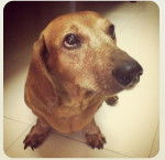 Browny - Teckel Mâle (12 ans)