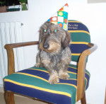 Anis - Teckel (4 mois)