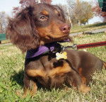 Abe - Teckel Mâle (3 ans)