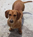 Dilly - Teckel (2 ans)