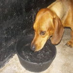 Copito - Teckel Mâle (1 an)