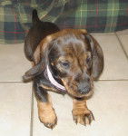 Henry - Teckel Mâle (3 ans)