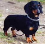 dune - Teckel (1 an)