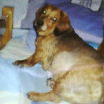 Fido ( décédé ) - Teckel Mâle (13 ans)