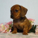 souchi - Teckel Mâle (6 mois)