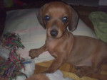 Roxy - Teckel (3 mois)