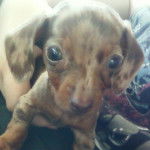 Alessa - Teckel (2 mois)