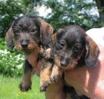 violette - Teckel (7 mois)