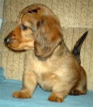 Fripouille - Teckel Mâle (1 mois)