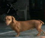 Tobi - Teckel Mâle (5 ans)