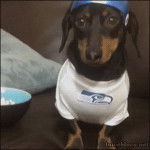 Real Seahawks Fan - Teckel Mâle (6 ans)