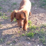 Kasara - Teckel (3 ans)