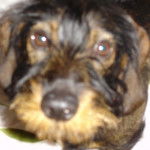 Teckel à poil dur / Charly - Teckel