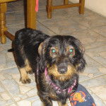 Teckel à poil dur / Charly - Teckel