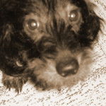 Teckel à poil dur/Charly - Teckel