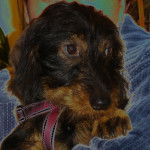 Teckel à poil dur / Charly - Teckel