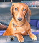 teckel Léa - Teckel