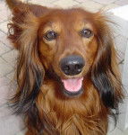 TECKEL VIKTOR - Teckel