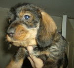 teckel CARTOUCHE - Teckel