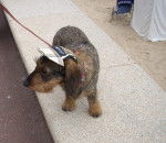 teckel à poil dur vanille - Teckel