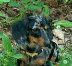 teckel miniature ... Zoé - Teckel