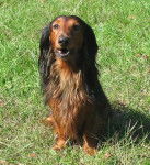 Actarus von Lawranshome (dit Leto) - Teckel