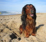 Actarus von Lawranshome (dit Leto) - Teckel