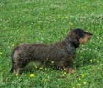 Adelscott femelle poil dur - Teckel