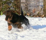 Angel Dust des Chemins Cathares - Teckel
