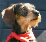 Angel Dust des Chemins Cathares - Teckel