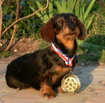 Angel Dust des Chemins Cathares - Teckel