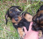 Flairo 11 semaines - Teckel